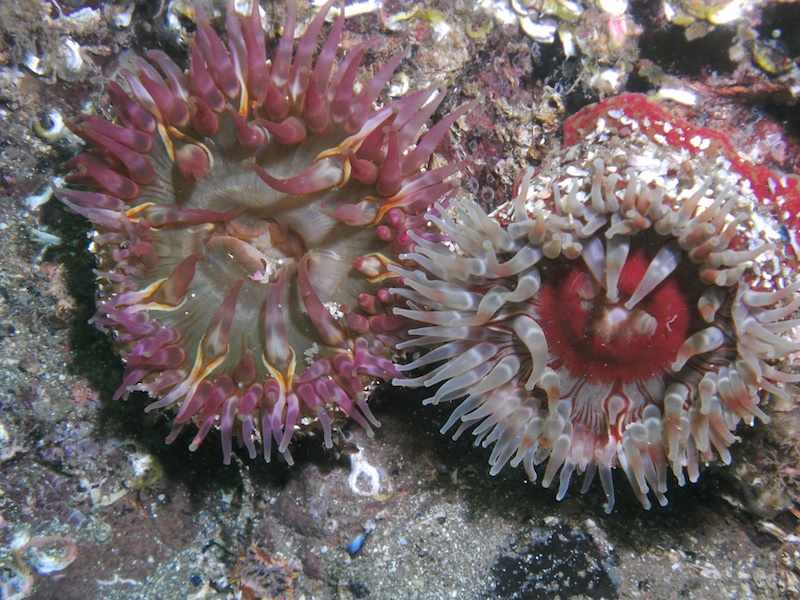 Urticina felina (showing colour variation between the two)