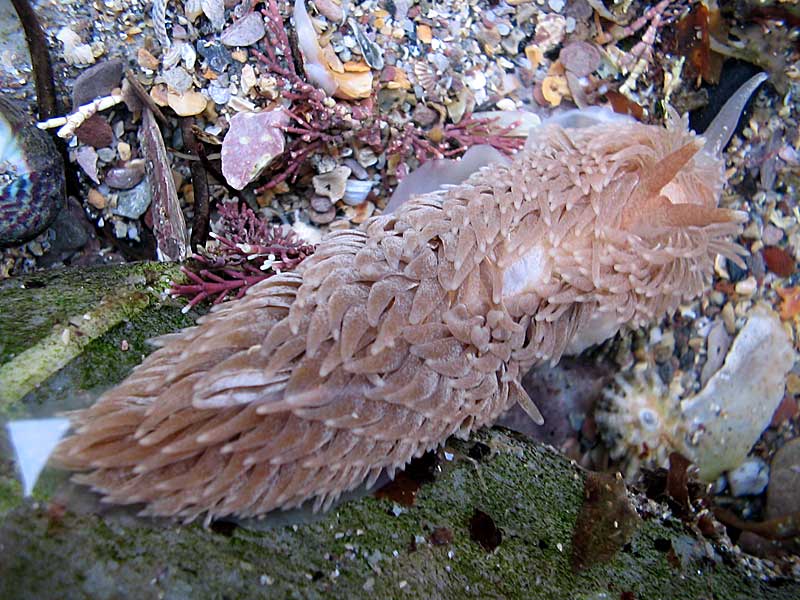 A macro image of Aeolidia papillosa at Wembury pools