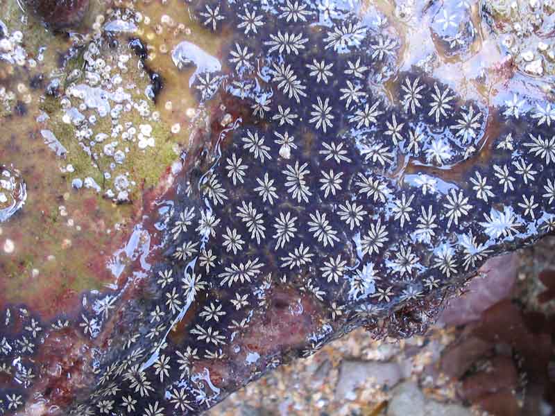 A blue morph star ascidian.