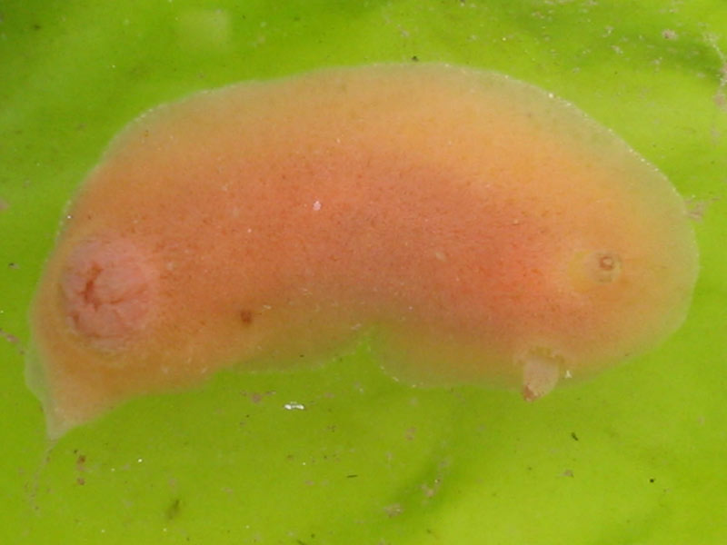 Jorunna tomentosa on Ulva lactuca.