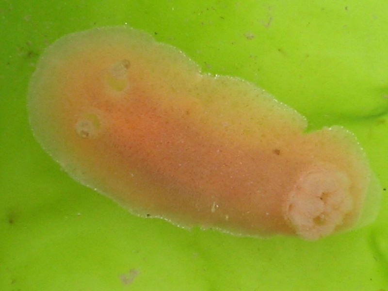 Jorunna tomentosa, on Ulva lactuca on a marine pontoon. 