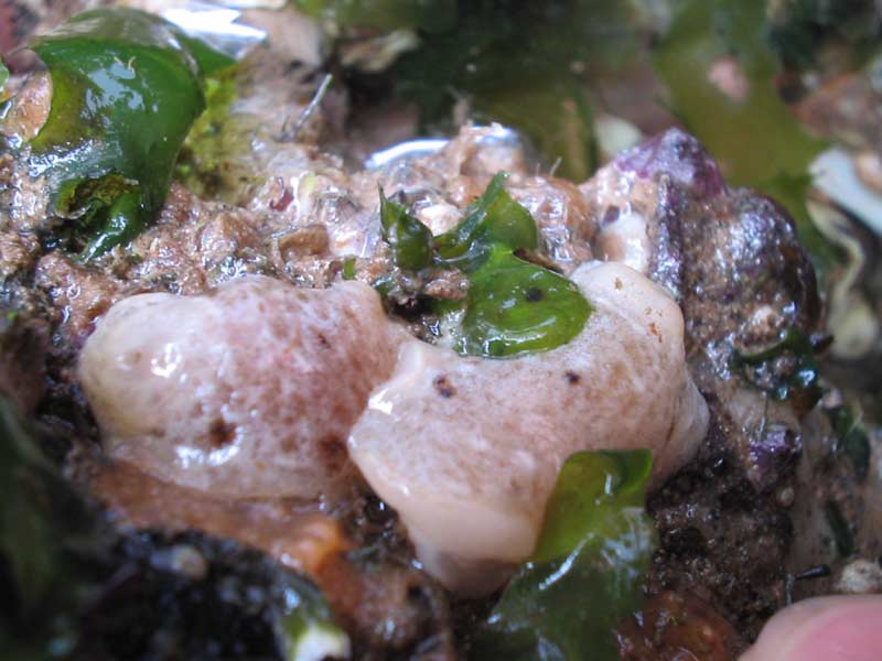 Two specimens of Jorunna tomentosa beneath rock overhang.