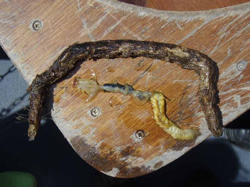 Parchment worm removed from its tube, showing three distinct body regions.