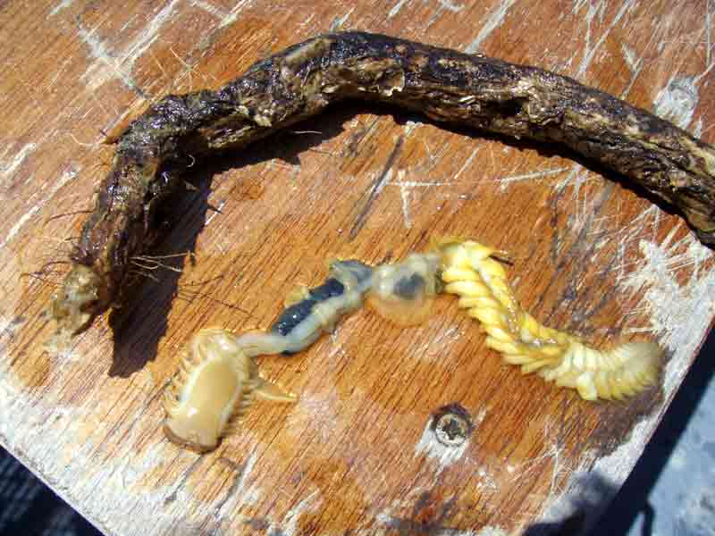 Parchment worm removed from its tube, showing ventral surfaces of body.