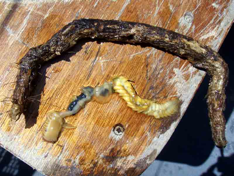 Parchment worm removed from its tube, showing ventral surfaces of body.