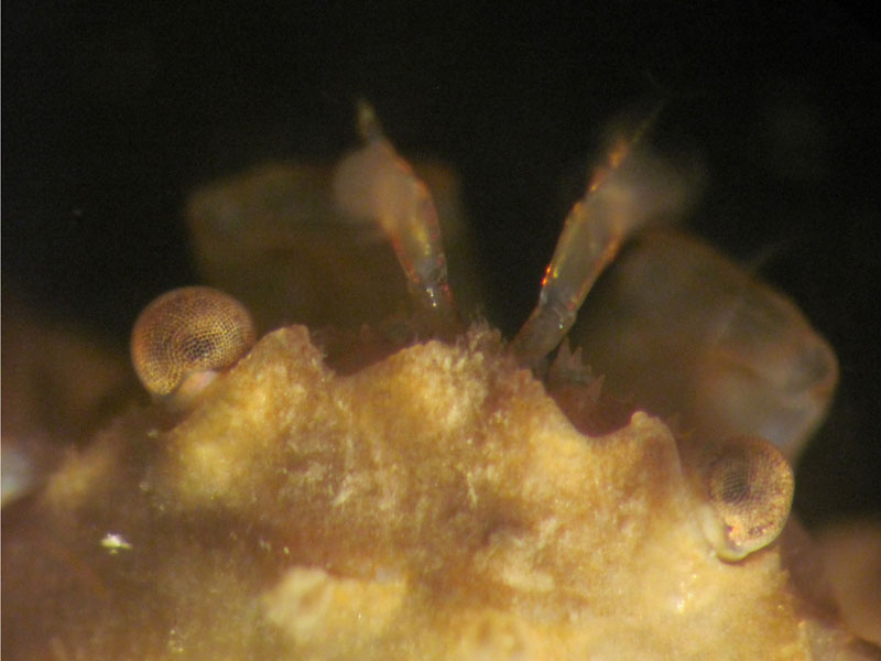 Close up of Pisidia longicornis</I>