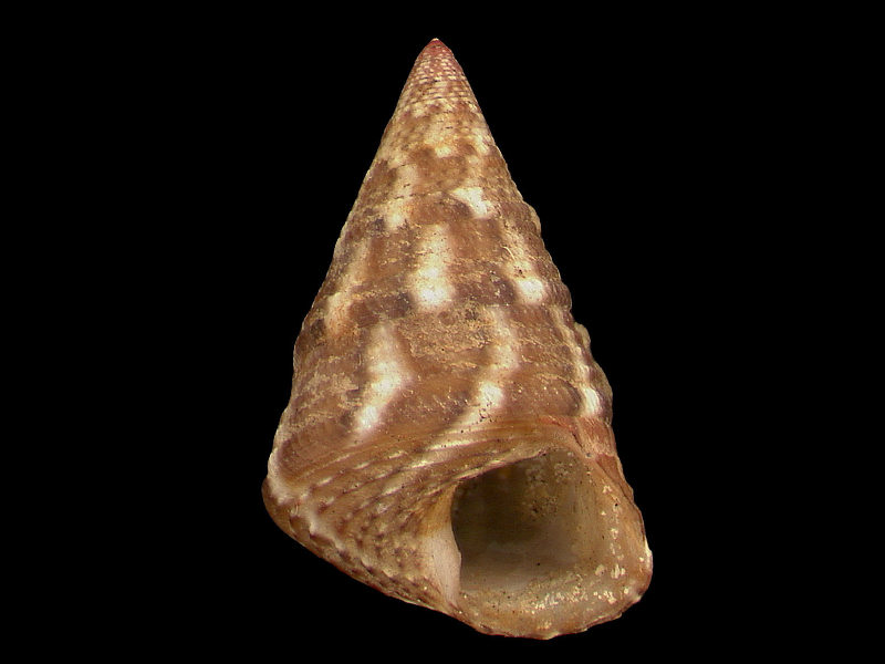 Apertural view of Jujubinus striatus.