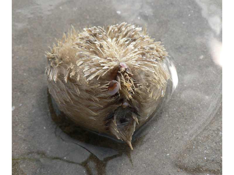Image: Echinocardium cordatum with commensal Tellimya ferruginosa exposed at low tide.