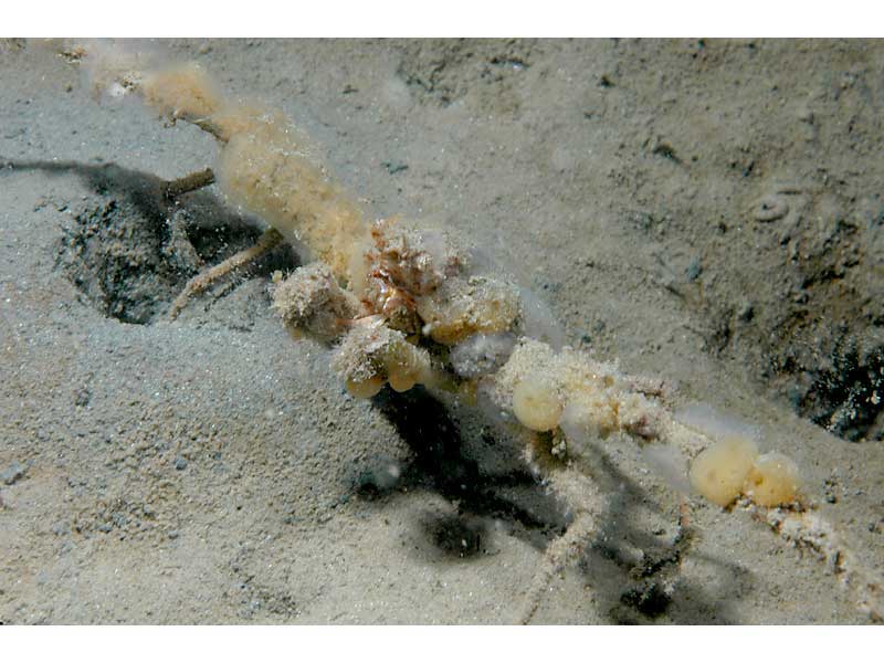 Inachus dorsettensis with attached sponges, Plymouth Sound.