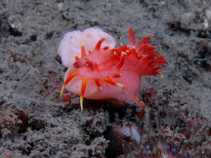 A front view of the yellow skirt slug