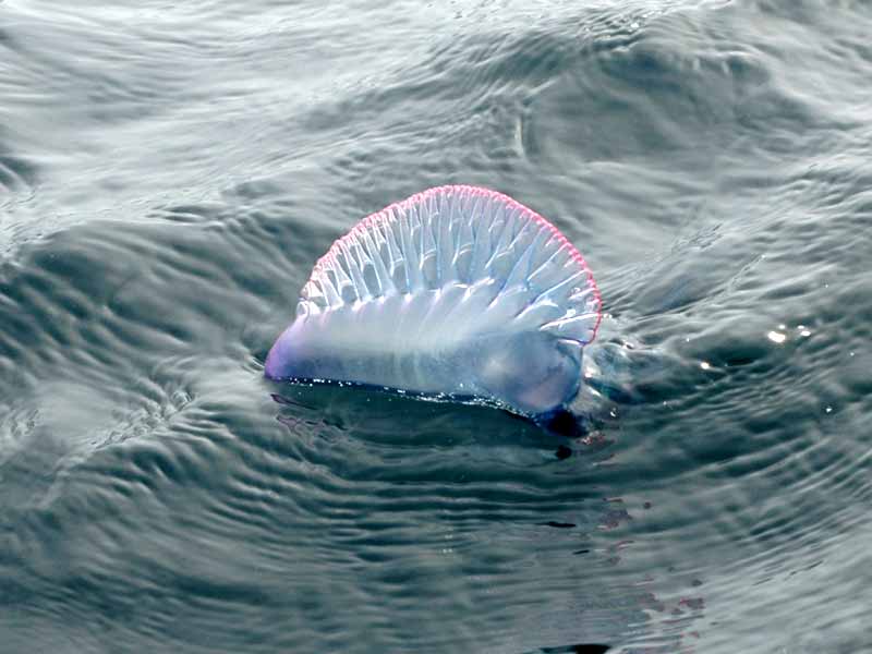 Floating pneumatophore of a live colony of Physalia physalis.