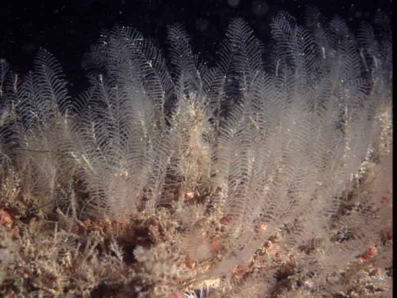 The plumose hydroid Kirchenpaueria pinnata.