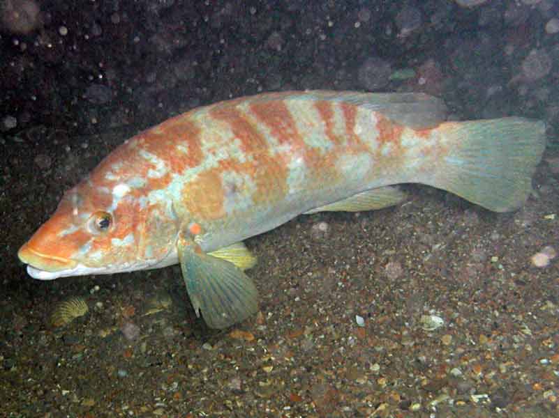 White and orange Labrus bergylta off a soft seabed.