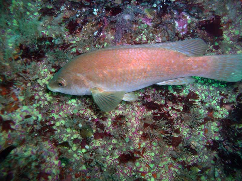 Foraging pink Labrus bergylta off the reef edge.