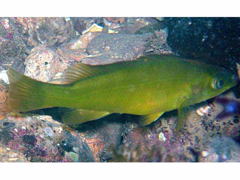 Image: Green Labrus bergylta off a mixed seabed.