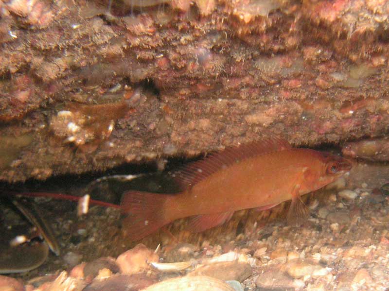 Orange Labrus bergylta under an overhang.