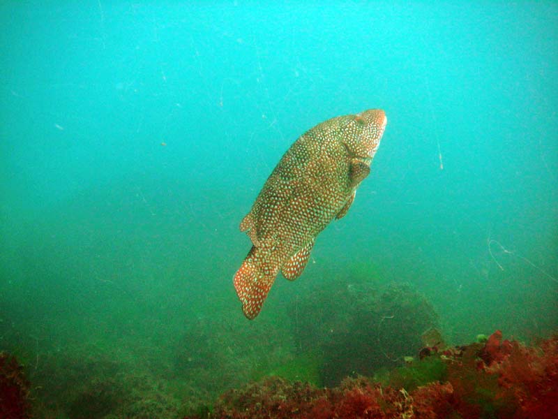 Speckled Labrus bergylta venturing up off the seabed.