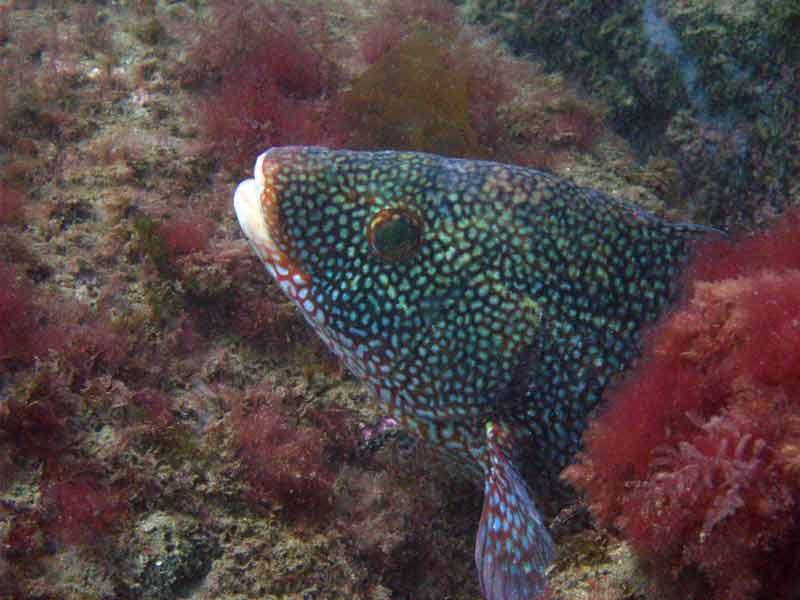 Speckled Labrus bergylta seeking refuge amongst seaweeds.