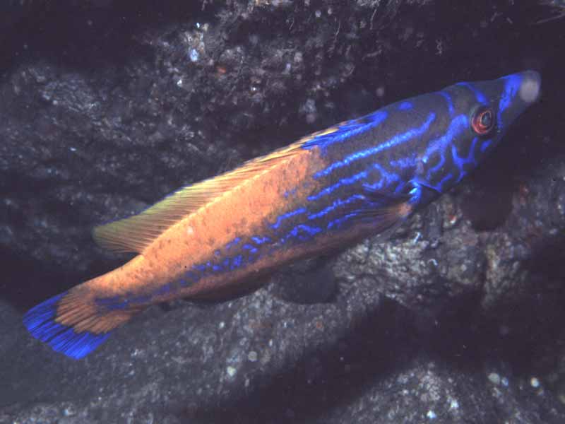 Male cuckoo wrasse.