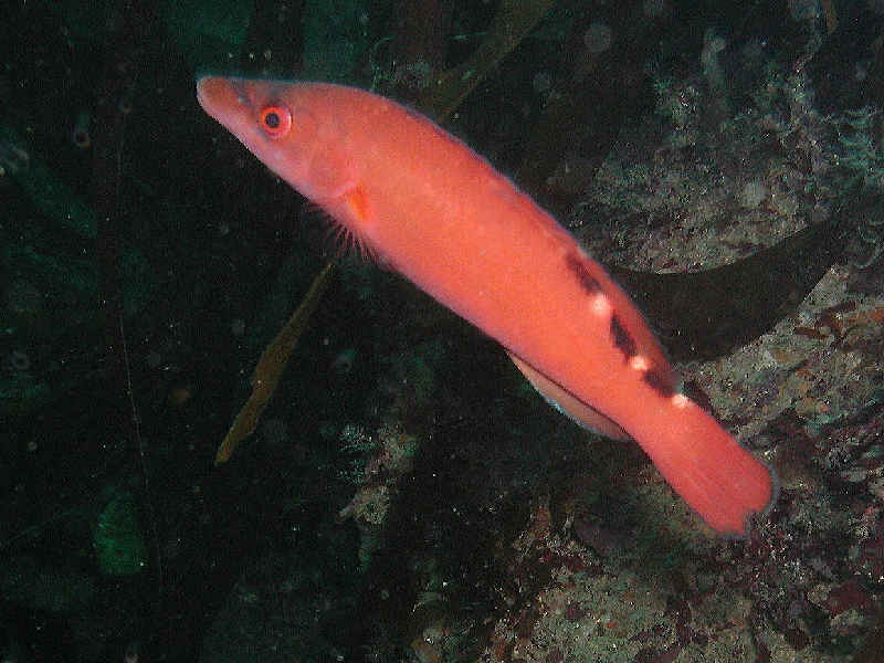 Image: Female cuckoo wrasse in the Channel Islands.