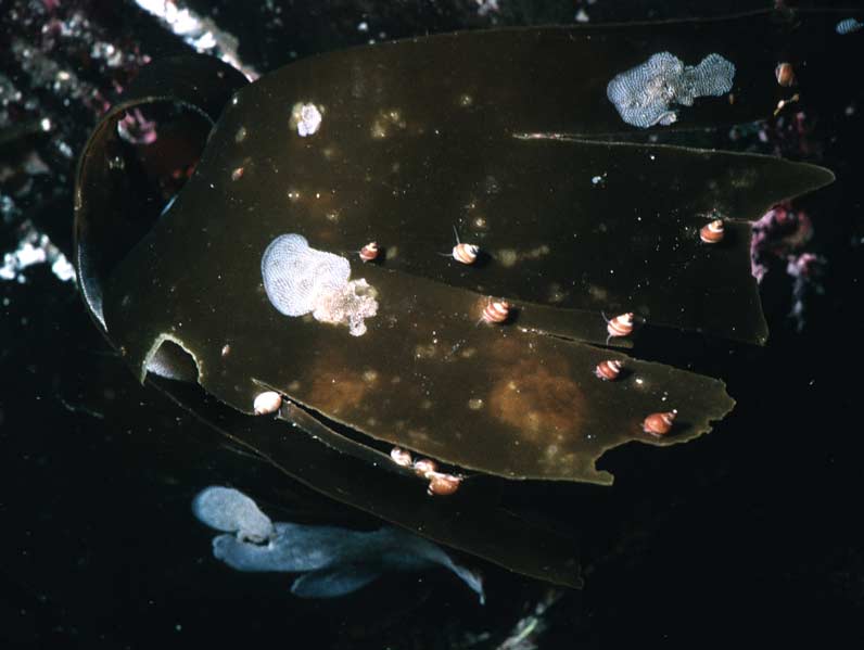 The banded chink snail Lacuna vincta on kelp.