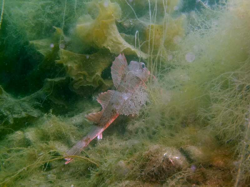 A gurnard within a patch of seaweed
