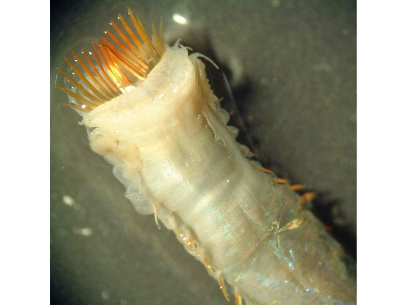 Lagis koreni highlighting pink iridescence and golden anterior chaetae.