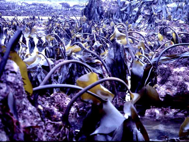 Laminaria digitata at low tide.