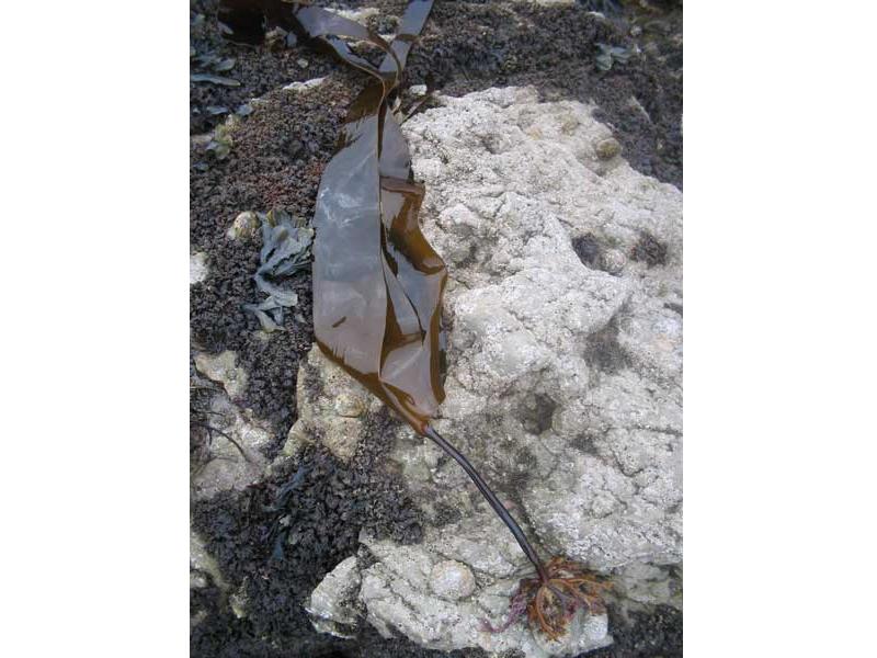Laminaria digitata attached to an exposed rock.