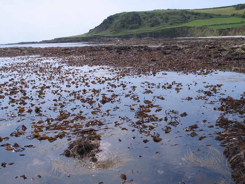 Vast Laminaria digitata patch at low tide.