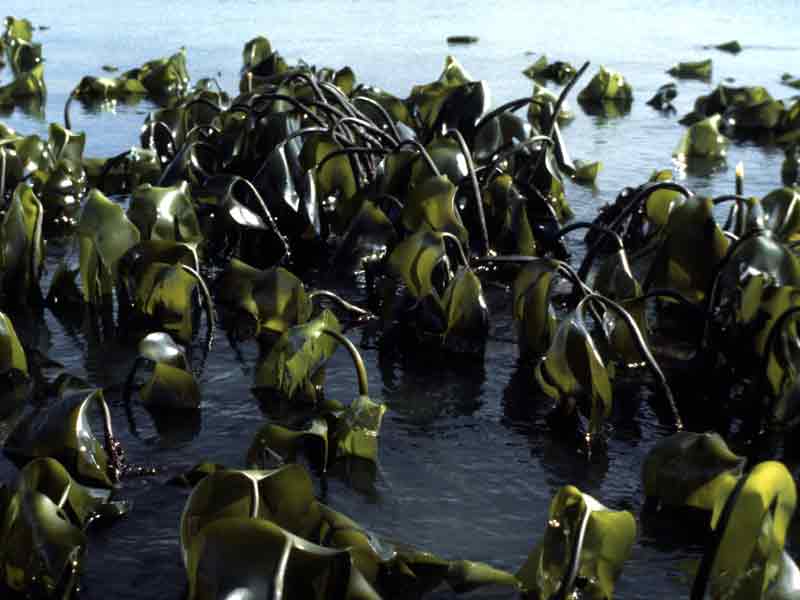 Laminaria digitata fronds at low water.