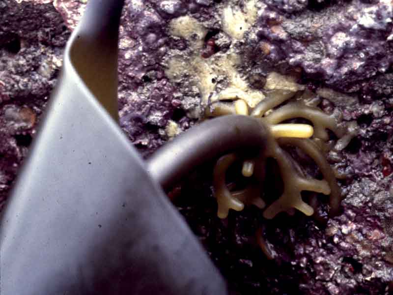 Close up of a holdfast of Laminaria digitata.