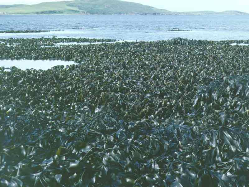 Forest of Laminaria digitata.