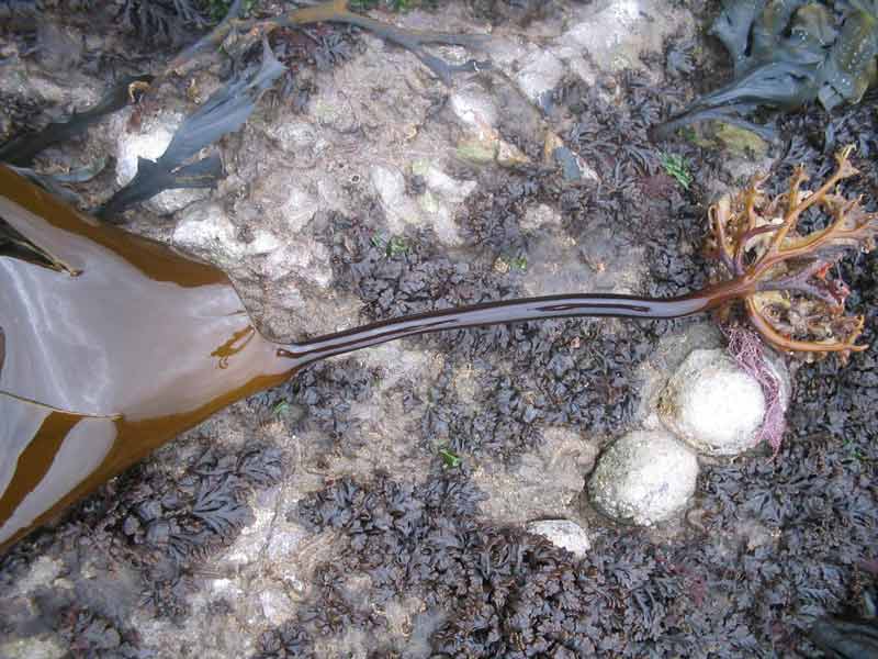 Close up view of the base of a lone Laminaria digitata individual.