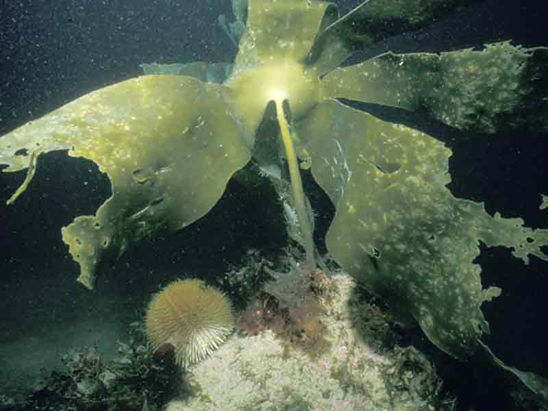 Laminaria ochroleuca.