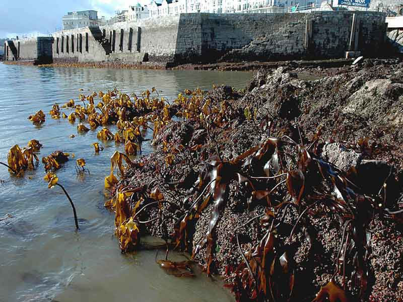 Laminaria digitata (foreground) and Laminaria ochroleuca (background) at West Hoe, Plymouth.