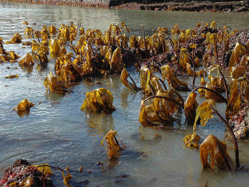 Stand of Laminaria ochroleuca at low water.