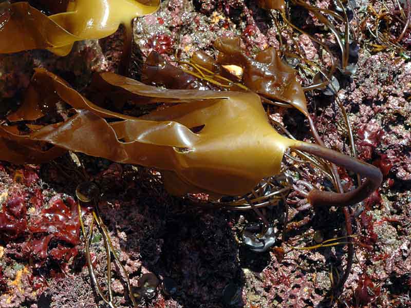 Laminaria ochroleuca holdfast.