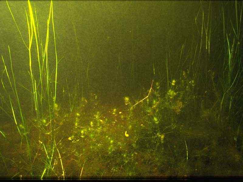 Lamprothamnium papulosum, foxtail stonewort (mid foreground).