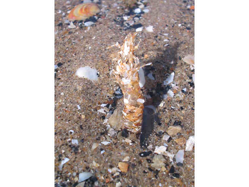 A sand mason worm tube.