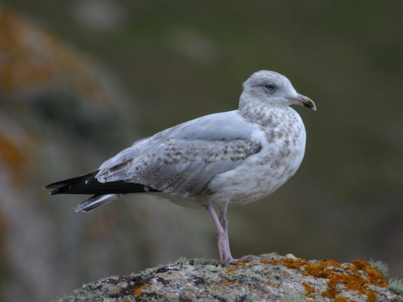 A juvenile herring gull, Larus argentatus, with patches of the adult plumage.