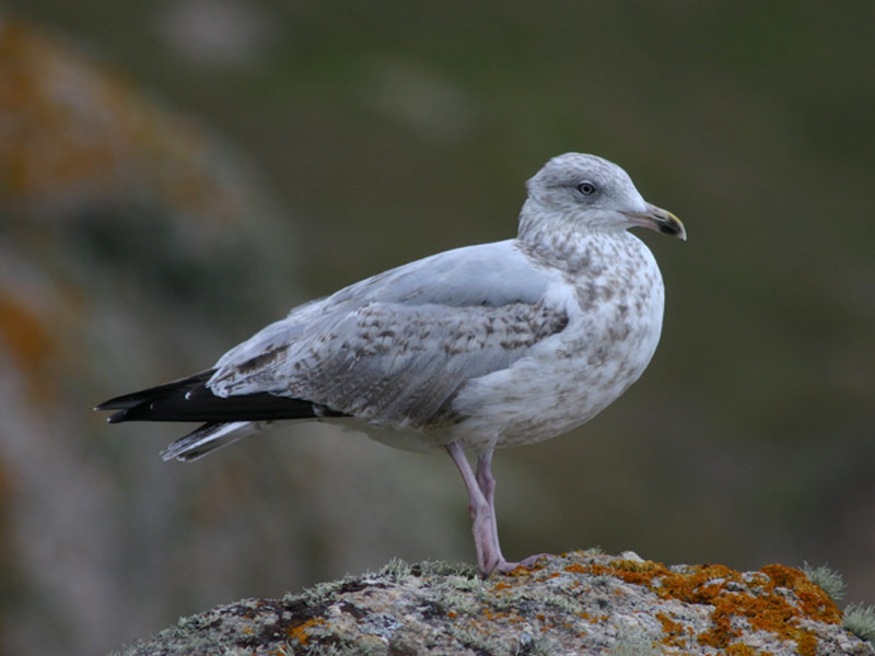 A juvenile herring gull, Larus argentatus, with patches of the adult plumage.