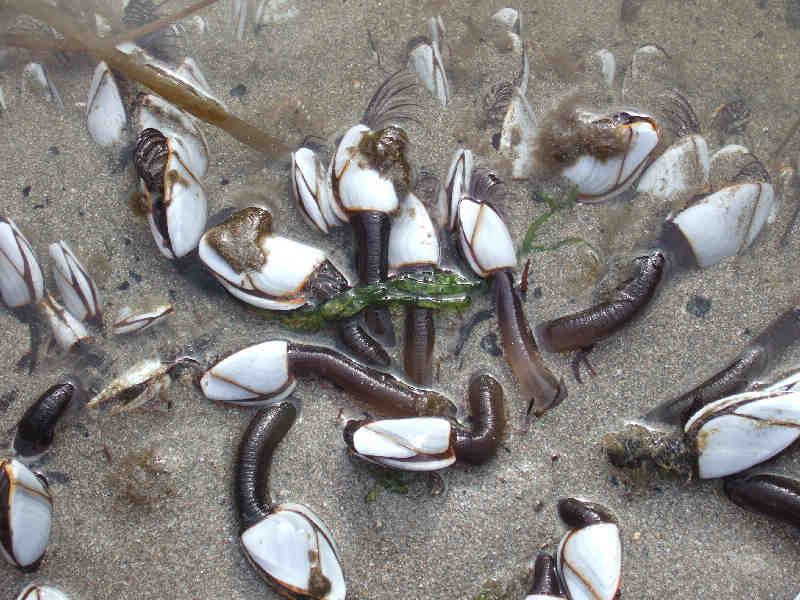 Goose barnacles Lepas anatifera washed up on the shore.