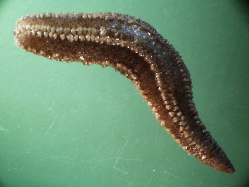 Paraleptopentacta elongata specimen, approximately 5 cm long.