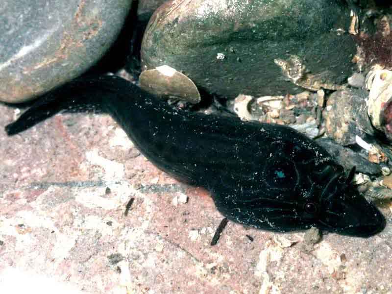 Lepadogaster lepadogaster in rockpool.