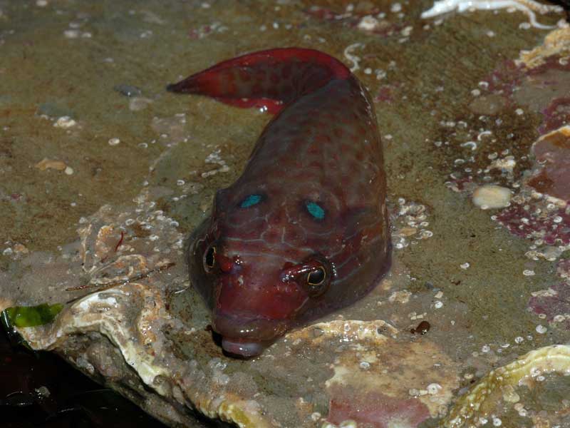 Brown Lepadogaster lepadogaster resting.