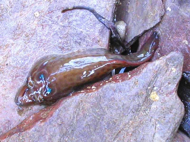 Lepadogaster lepadogaster on a rock at Wembury.