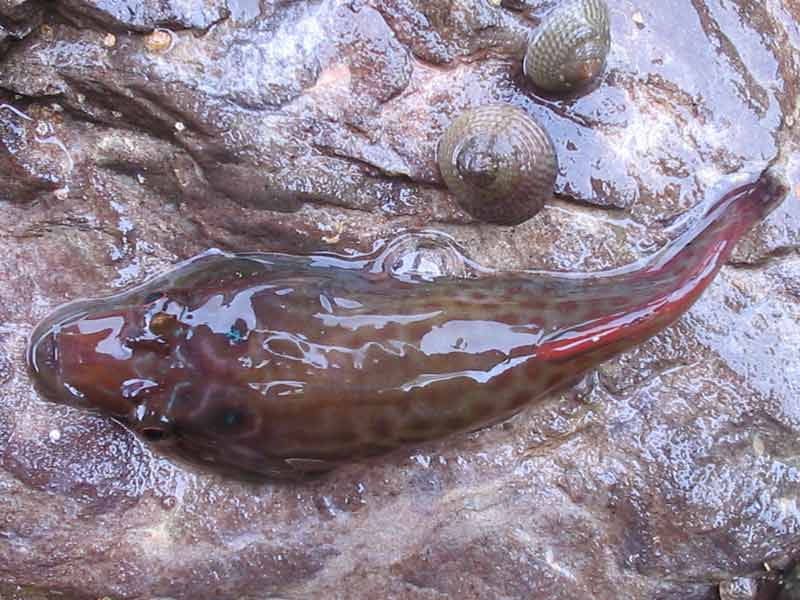 Lepadogaster lepadogaster next to a couple of topshells.