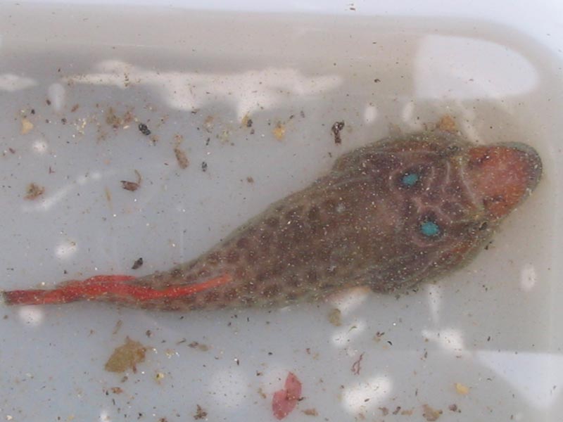 Lepadogaster lepadogaster in a tray clearly showing blue spots and a red tail.