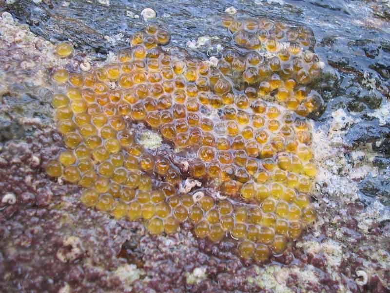 Eggs of shore clingfish.